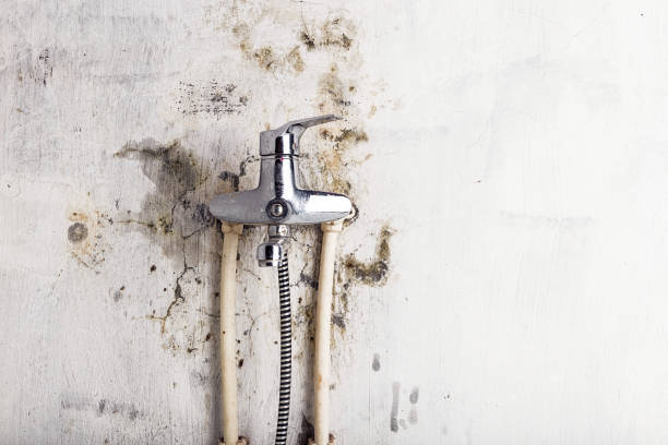 Trusted St Hedwig, TX Mold Removal Experts